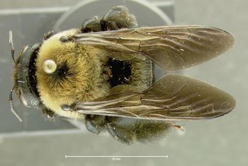 Media type: image;   Entomology 610038 Aspect: habitus dorsal view